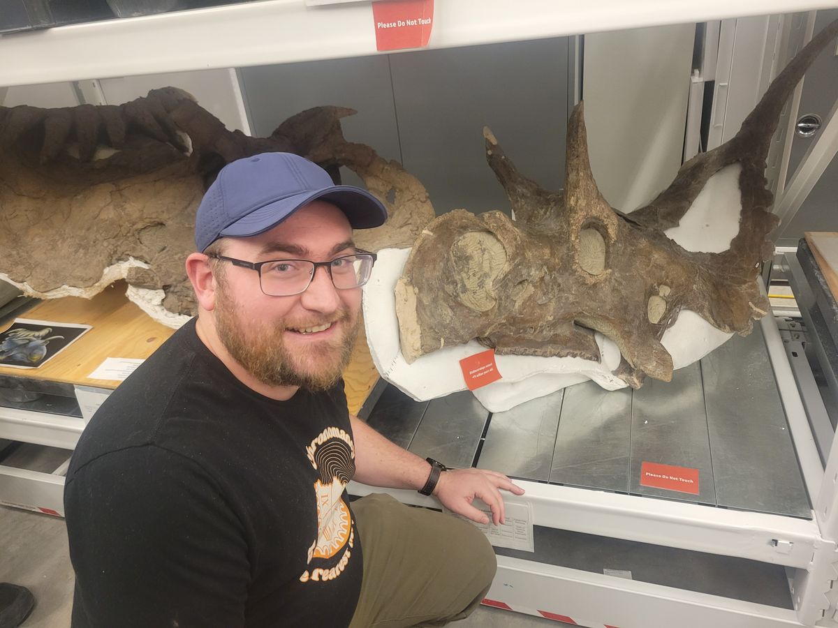 A picture of me squatting next to a shelf with the diabloceratops skull. The right side of the skull is supported in plaster. The skull has two horns above the eye holes. It also has a large hollow frill with a long curved horn on top.